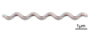 300px-Spirochaeta_diagram